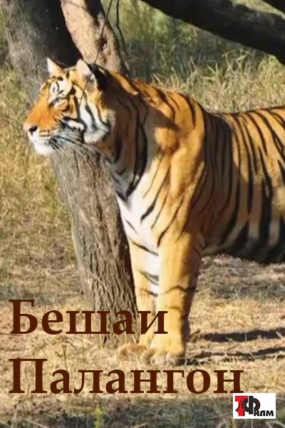 Бешаи палангон